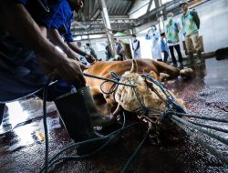 DKPP Kota Bandung Proses Distribusi dan Pemeriksaan Daging Berjalan Tertib dan Profesional