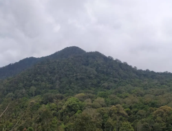 Cegah Menyusut Kawasan Hutan Gubernur Meminta Perhutani Menghentikan Penebangan Pohon