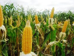 Erwan : Jabar Masuk  10 Besar Kontributor Produksi Jagung di Tingkat Nasional