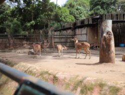 Libur Lebaran Pemkot Bandung Pastikan Bandung Zoo Tetap Tutup